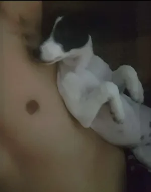 Cachorro raça indefinida idade 7 a 11 meses nome Nina