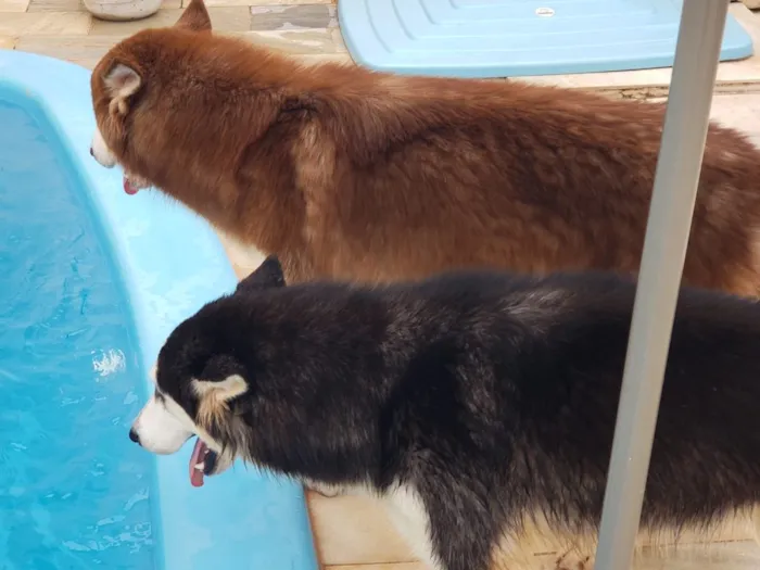Cachorro ra a Husky Siberiano  idade 7 a 11 meses nome Apolo