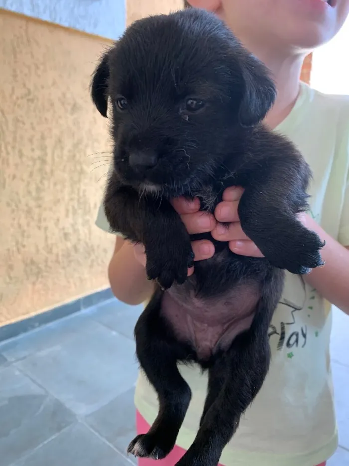 Cachorro ra a Labrador idade Abaixo de 2 meses nome Sem nome 