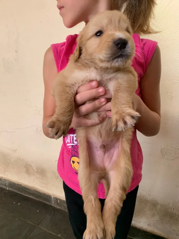 Cachorro ra a Labrador idade Abaixo de 2 meses nome Sem nome 