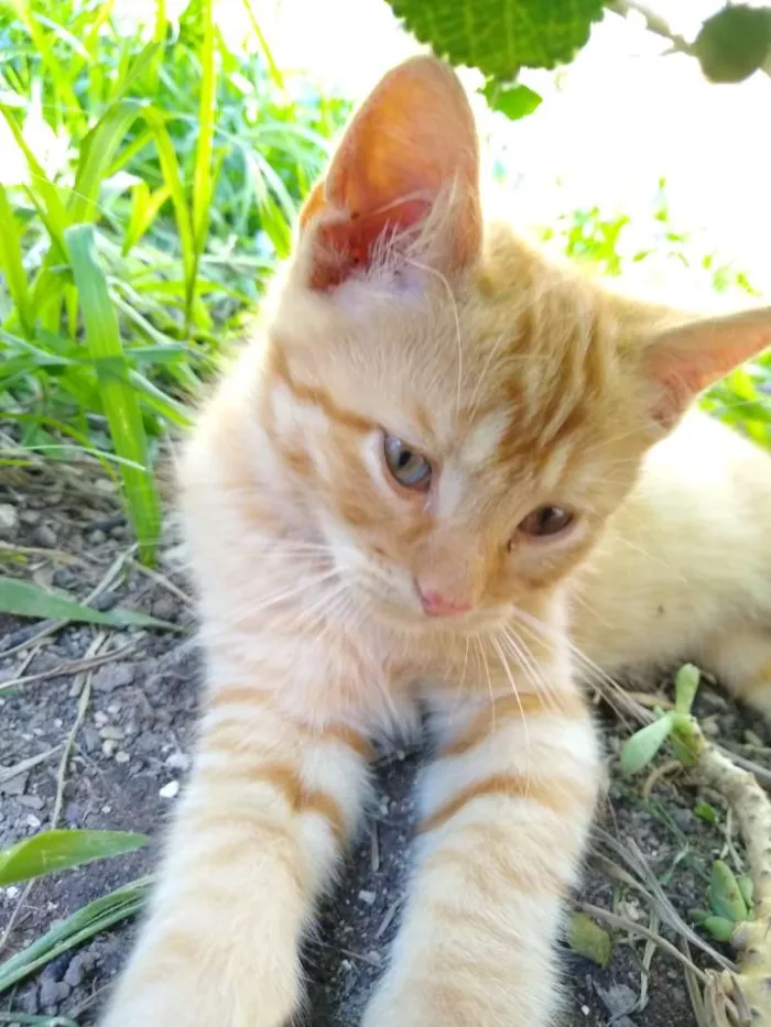 Gato raça Mãe persa e pai srd idade 2 a 6 meses nome Garfield