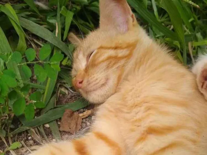 Gato raça Mãe persa e pai srd idade 2 a 6 meses nome Garfield