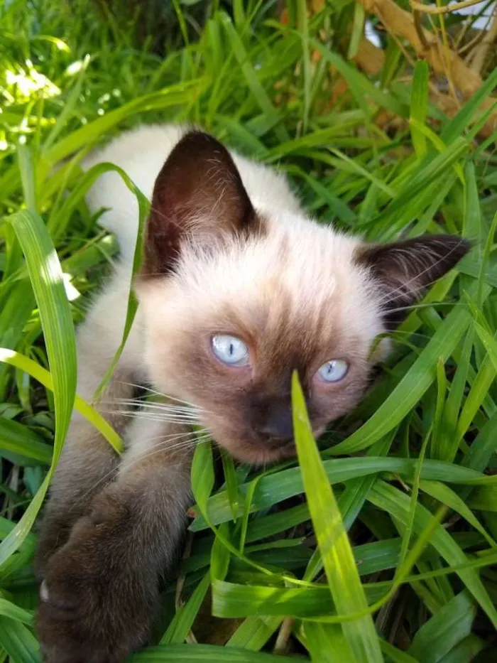 Gato raça Mãe persa e pai srd idade 2 a 6 meses nome Jupiter