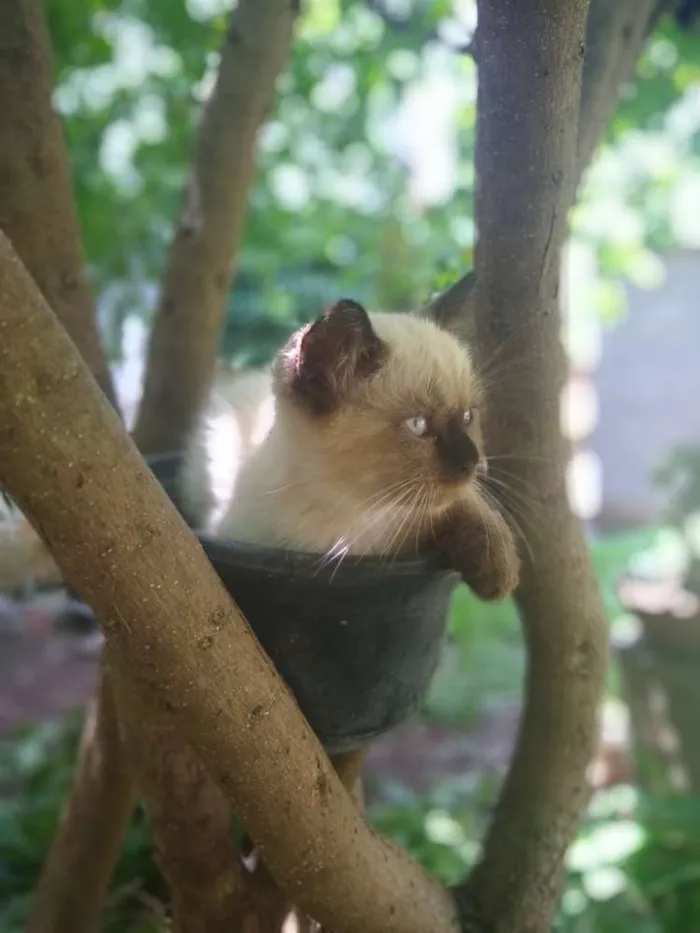 Gato raça Mãe persa e pai srd idade 2 a 6 meses nome Jupiter