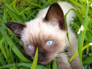 Gato raça Mãe persa e pai srd idade 2 a 6 meses nome Jupiter
