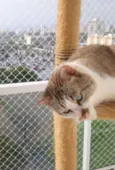 Kimba