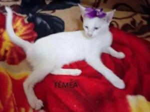 Gato raça Sem raça definida idade 2 a 6 meses nome Sem nome