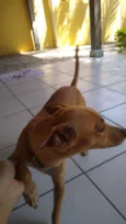 Bobi