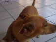 Bobi