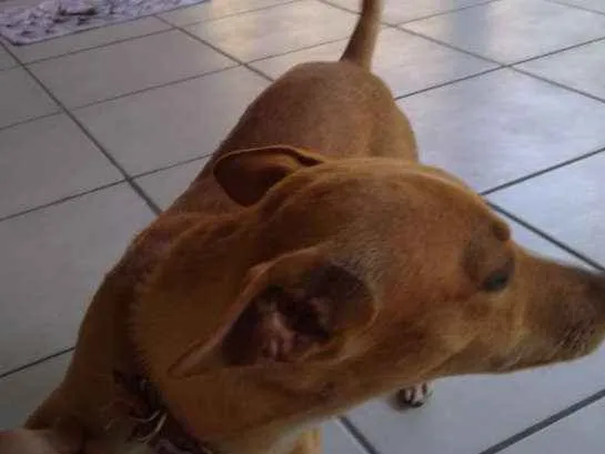 Cachorro raça Vira lata idade 7 a 11 meses nome Bobi