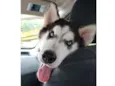 Apolo