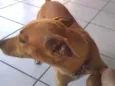 Bobi