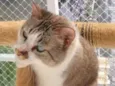 Kimba