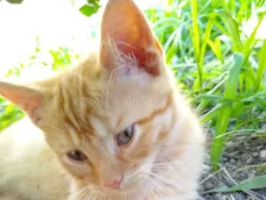 Gato raça Mãe persa e pai srd idade 2 a 6 meses nome Garfield