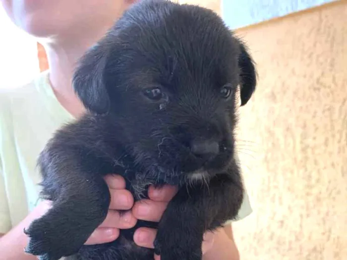 Cachorro ra a Labrador idade Abaixo de 2 meses nome Sem nome 