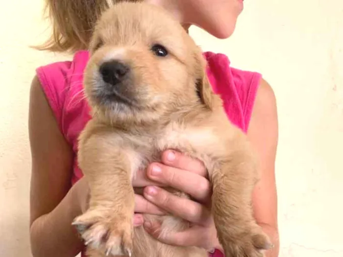 Cachorro ra a Labrador idade Abaixo de 2 meses nome Sem nome 