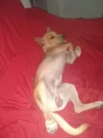 Bobi