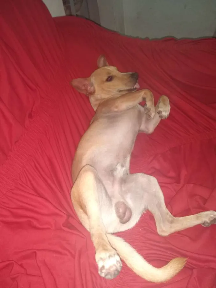 Cachorro raça Vira lata idade 7 a 11 meses nome Bobi