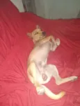Bobi