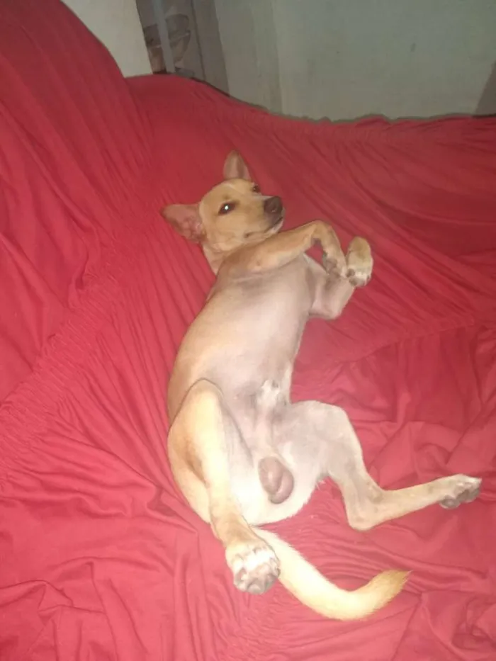 Cachorro raça Vira lata idade 7 a 11 meses nome Bobi