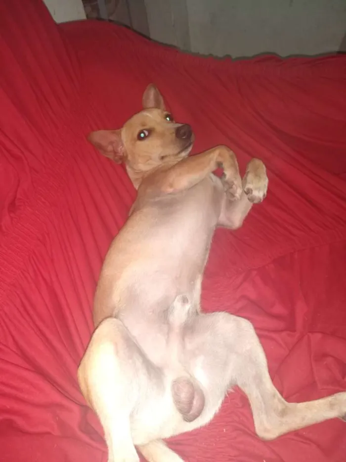 Cachorro raça Vira lata idade 7 a 11 meses nome Bobi