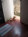 Bobi