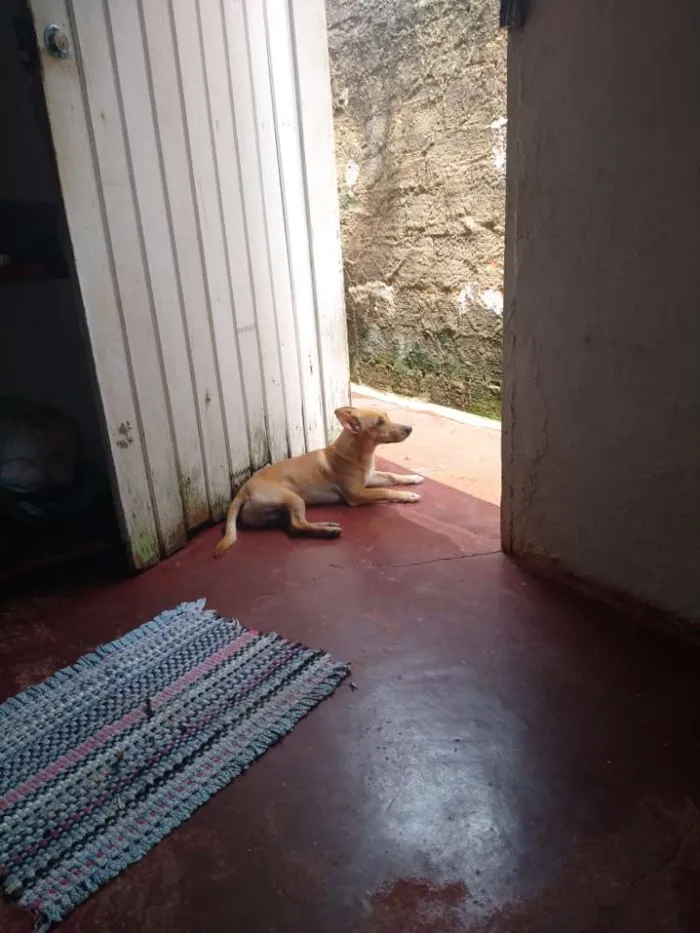 Cachorro raça Vira lata idade 7 a 11 meses nome Bobi