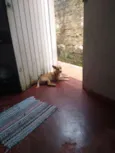 Bobi