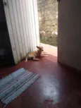 Bobi