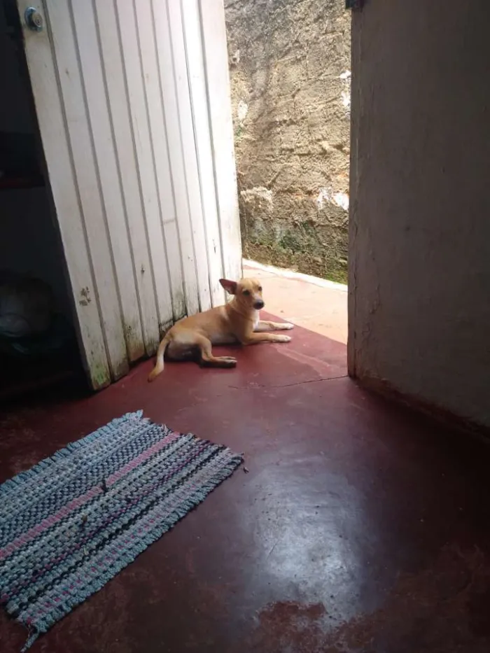 Cachorro raça Vira lata idade 7 a 11 meses nome Bobi