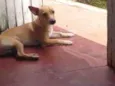 Bobi