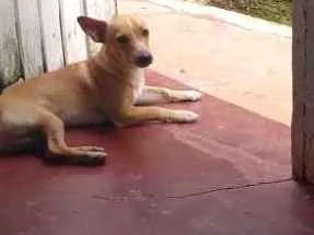 Cachorro raça Vira lata idade 7 a 11 meses nome Bobi
