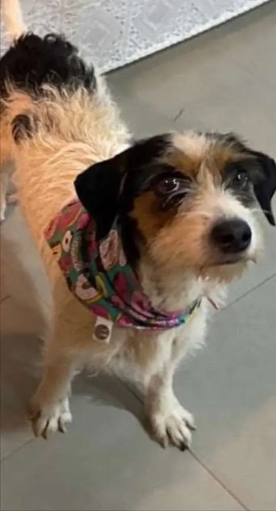 Cachorro ra a SRD idade 2 anos nome Lilica