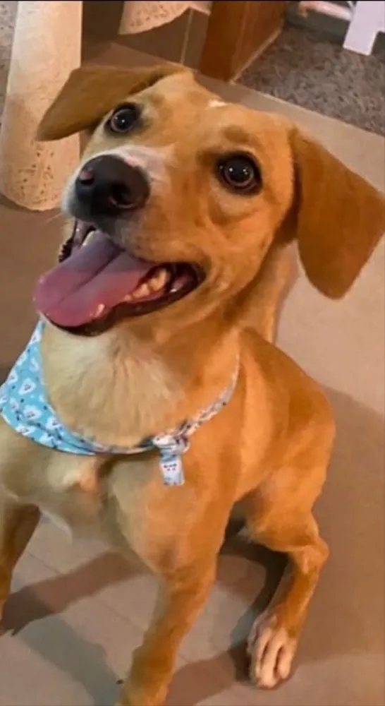 Cachorro ra a SRD idade 1 ano nome Mel 