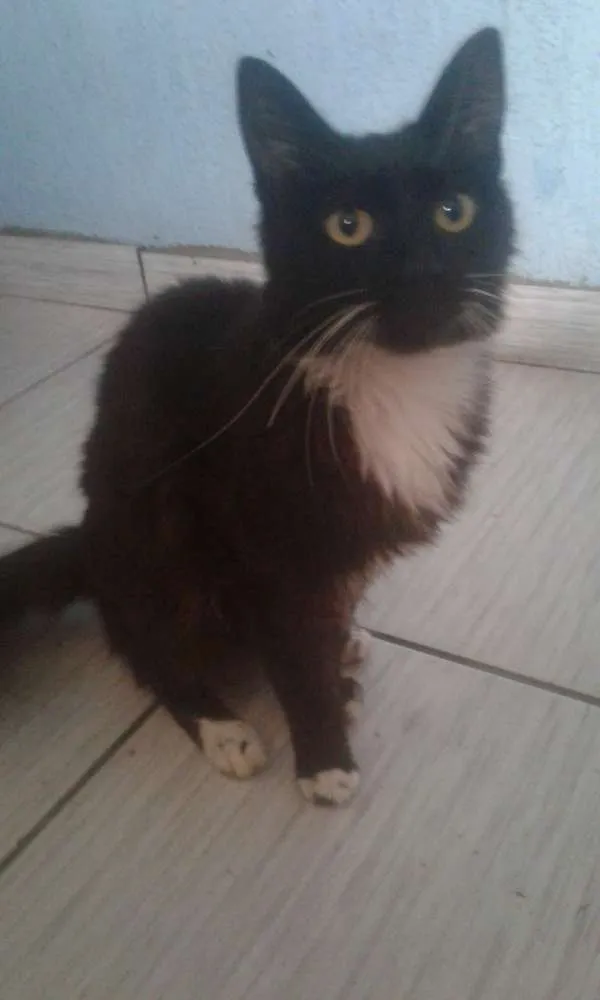 Gato ra a Vira lata  idade 2 anos nome Amora 