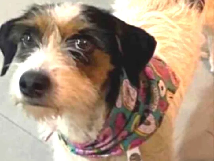 Cachorro ra a SRD idade 2 anos nome Lilica