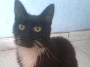 Gato raça Vira lata  idade 2 anos nome Amora 