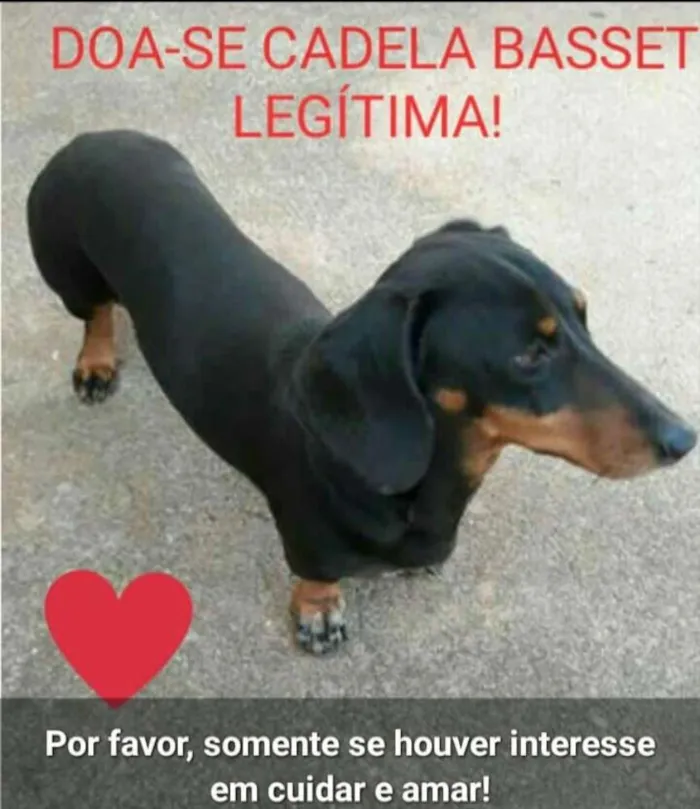 Cachorro raça Bassett idade 5 anos nome Mel