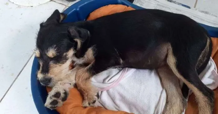 Cachorro ra a Vira lata idade 2 a 6 meses nome Lilica