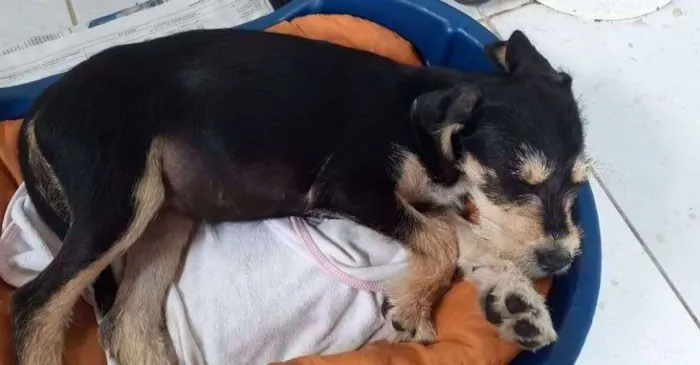 Cachorro ra a Vira lata idade 2 a 6 meses nome Lilica