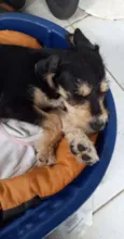 Lilica