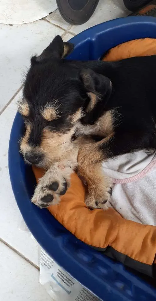 Cachorro ra a Vira lata idade 2 a 6 meses nome Lilica