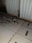 Lilica