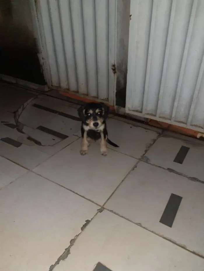 Cachorro ra a Vira lata idade 2 a 6 meses nome Lilica