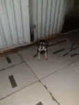 Lilica