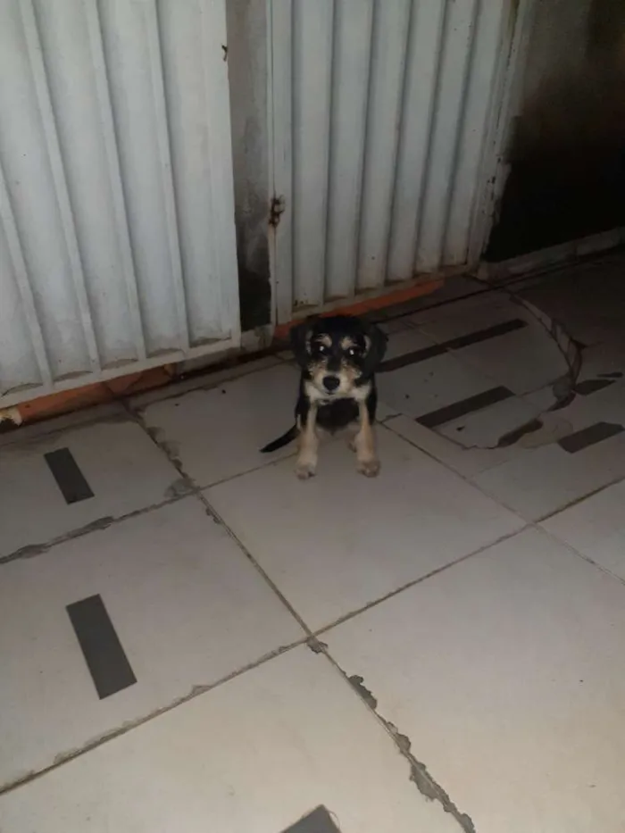 Cachorro ra a Vira lata idade 2 a 6 meses nome Lilica