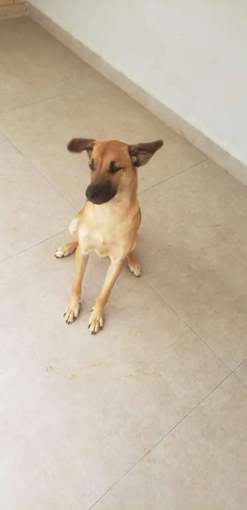 Cachorro ra a Vira Lata idade 2 a 6 meses nome Zuma