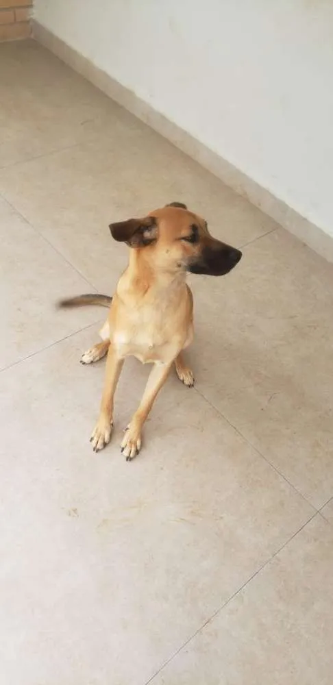 Cachorro ra a Vira Lata idade 2 a 6 meses nome Zuma