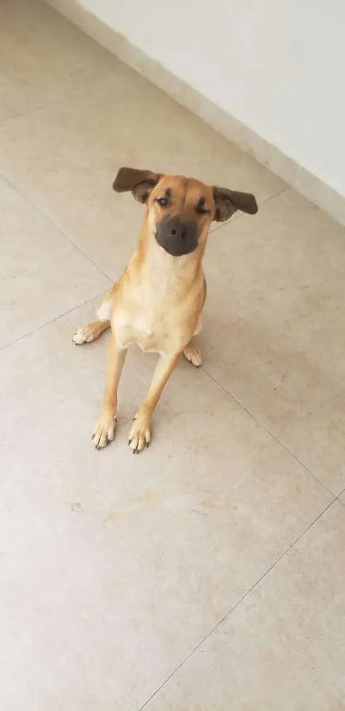 Cachorro ra a Vira Lata idade 2 a 6 meses nome Zuma