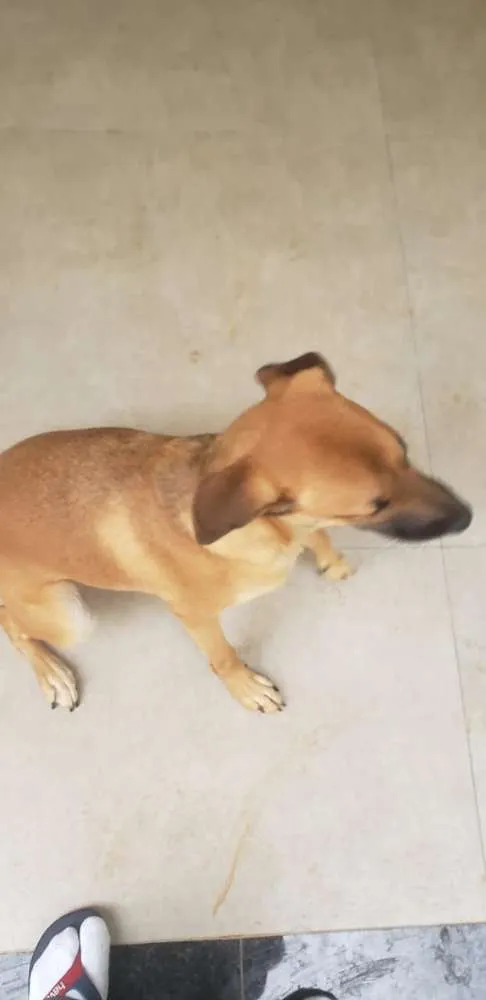 Cachorro ra a Vira Lata idade 2 a 6 meses nome Zuma